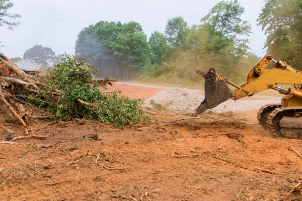 Cost of Forestry Mulching Service in Gainesville