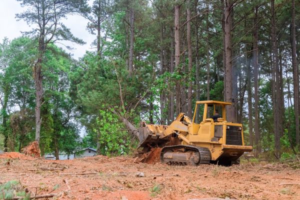 Cost of Trees Clearing in Gainesville