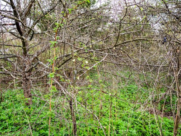 Cost of Underbrush Clearing in Gainesville
