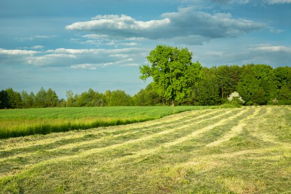 Cost of Vegetation Removal in Gainesville