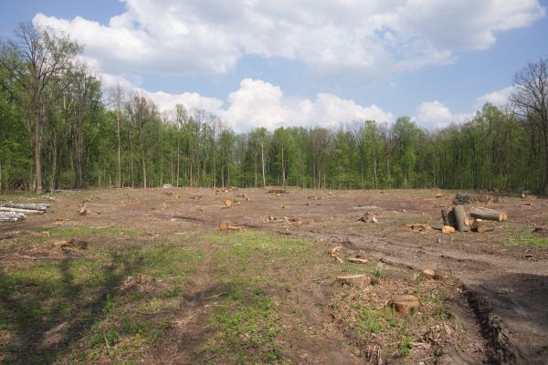 Cost of Pasture Clearing in Gainesville