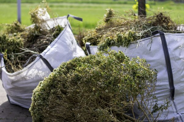 Cost of Bushes Clearing in Gainesville